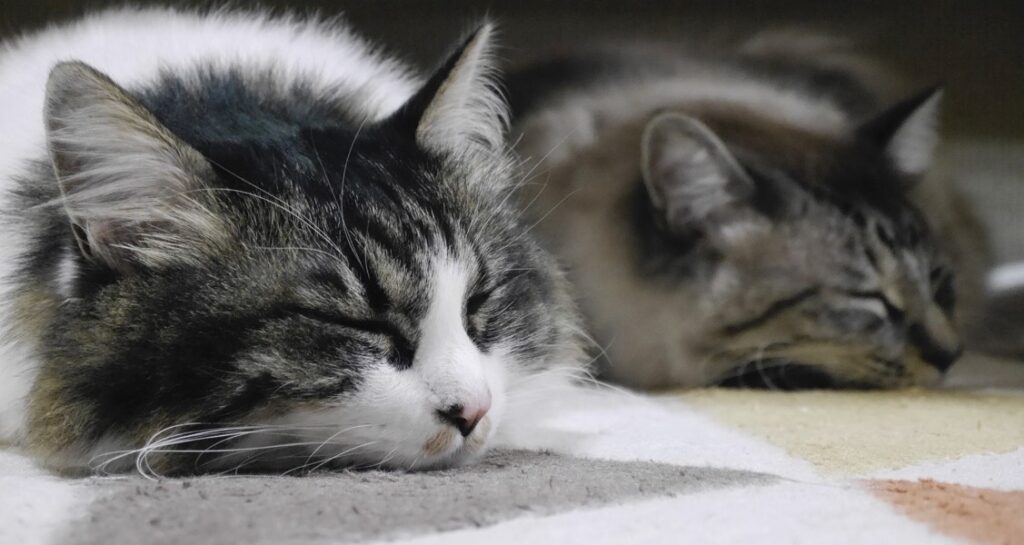 Two cats are sleeping next to each other on a carpet with their eyes closed