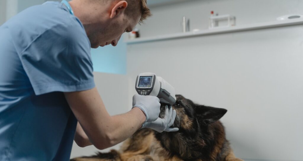 A veterinarian is pointing an infrared thermometer at a dog's head