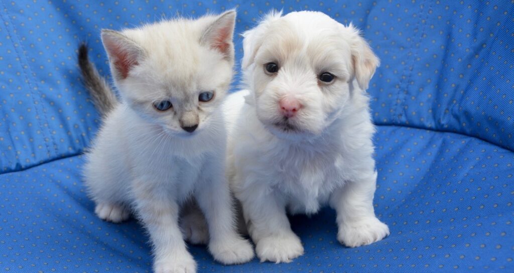 A white-haired puppy and kitten sitting on a blue cushion