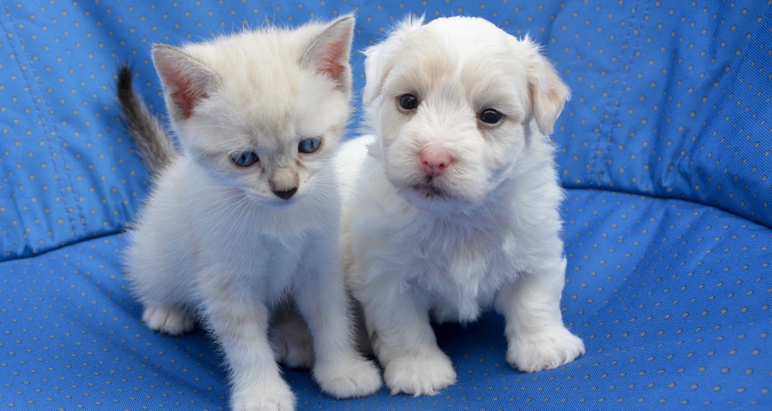 Feeding for optimal growth: nutrition for puppies and kittens from weaning to adulthood Feeding for optimal growth: nutrition for puppies and kittens from weaning to adulthood