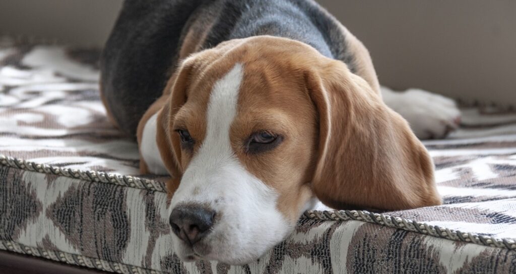 A beagle is laying on a cushion