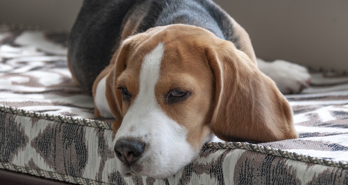 US Canine Influenza Outbreaks and Vaccination Decisions US Canine Influenza Outbreaks and Vaccination Decisions