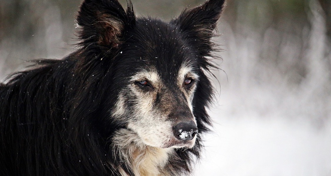 Extreme Cold Weather, Guelph Humane Society reminder to keep pets indoors