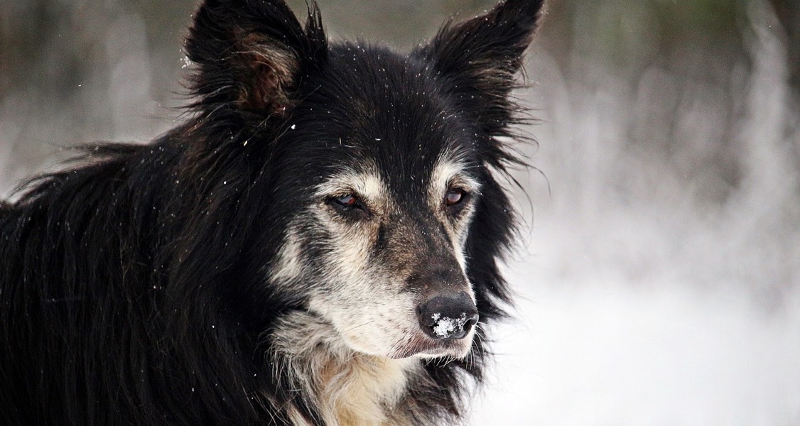 Extreme Cold Weather, Guelph Humane Society reminder to keep pets indoors Extreme Cold Weather, Guelph Humane Society reminder to keep pets indoors