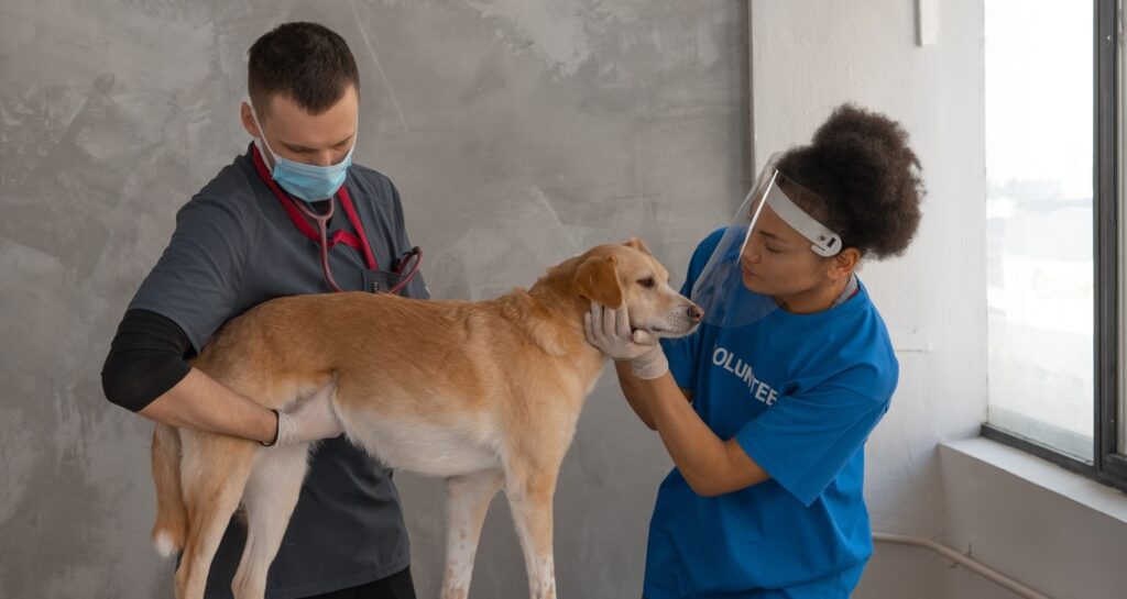 A dog is being examined at the veterinarian