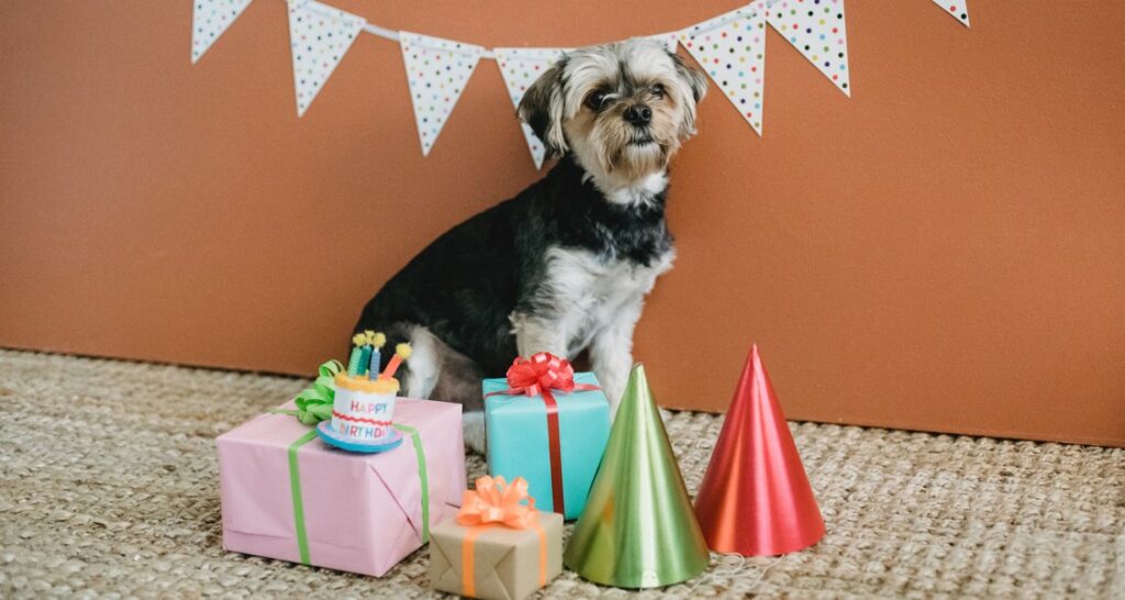 A dog is sitting on a carpet surrounded by gifts