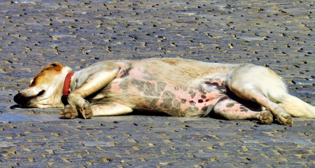 A dog is laying on stone ground with its stomach exposed