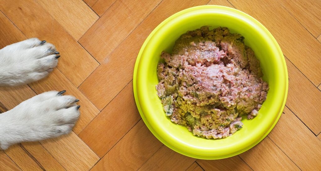 A dog's paws is facing a neon green bowl of wet food