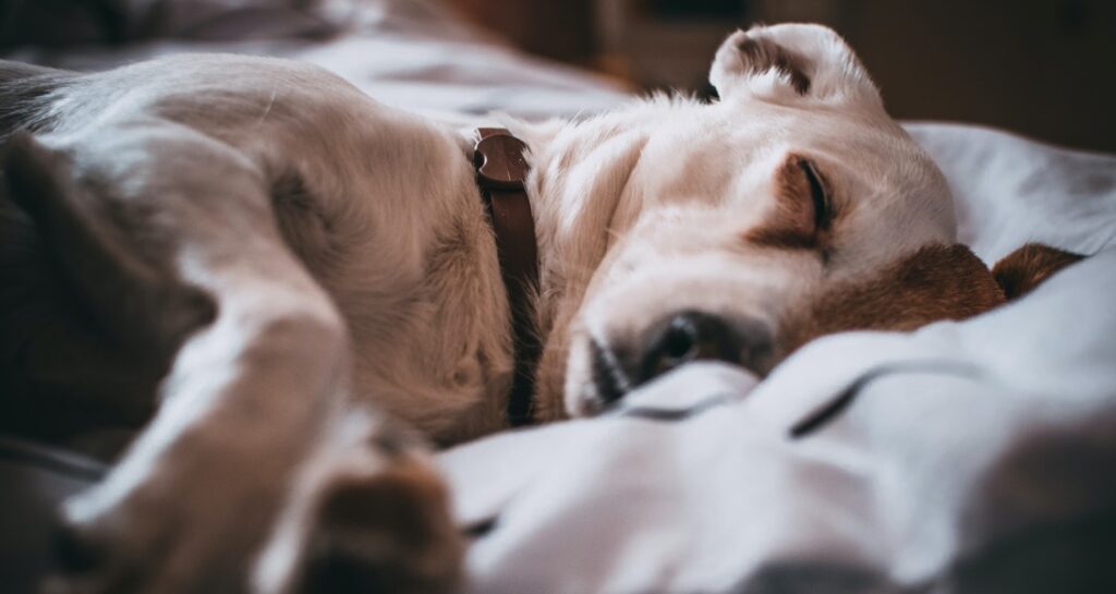 A dog is sleeping on a soft surface