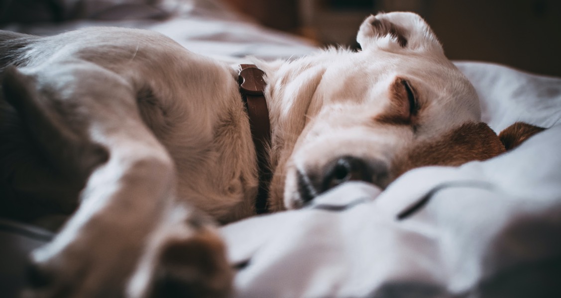 BG veterinarians see spike in holiday-anxious pets with GI problems BG veterinarians see spike in holiday-anxious pets with GI problems