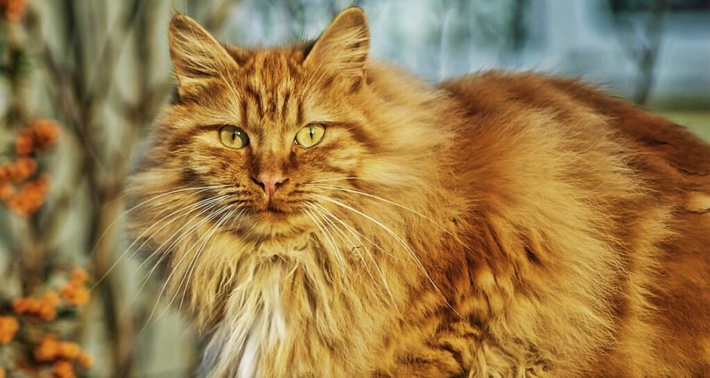 A ginger Norwegian Forest cat is sitting outside