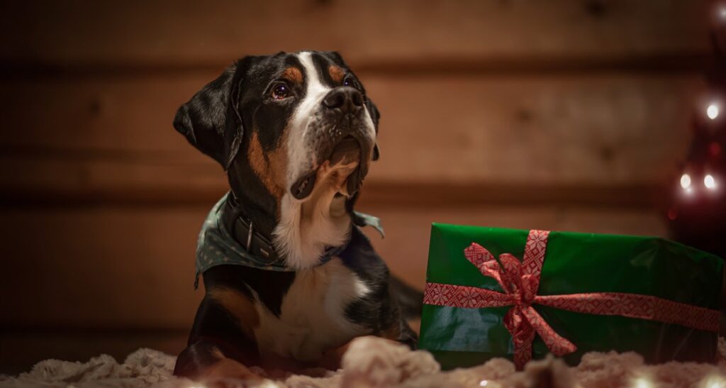 A Greater Swiss Mountain Dog is sitting beside a gift