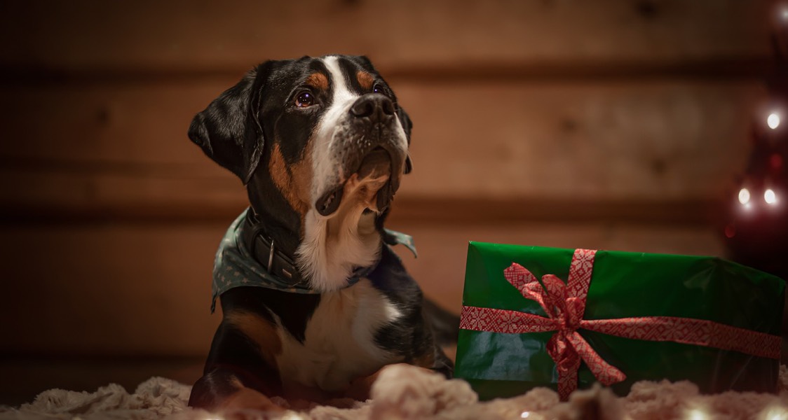 Considering a pet for the holidays? Here’s what you should know about budgeting before you commit