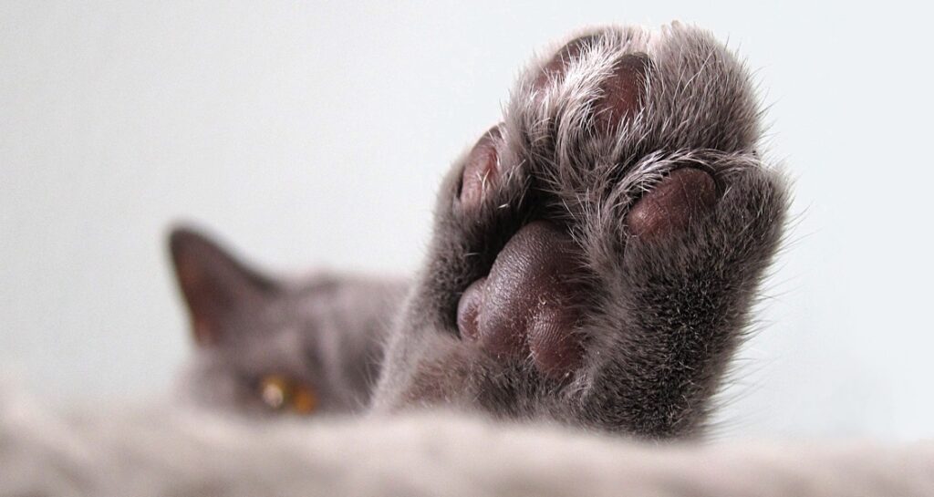 A close-up of a grey-haired cat's paw
