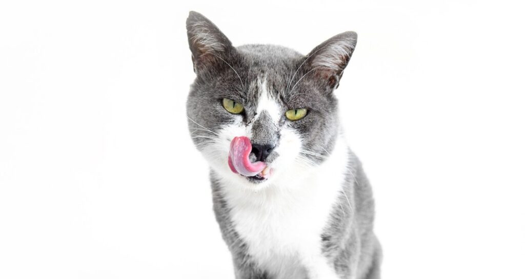 A grey and white cat with its tongue out