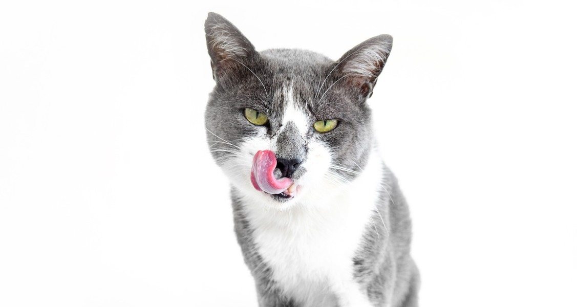 What medication flavors do cats prefer? Science says none.