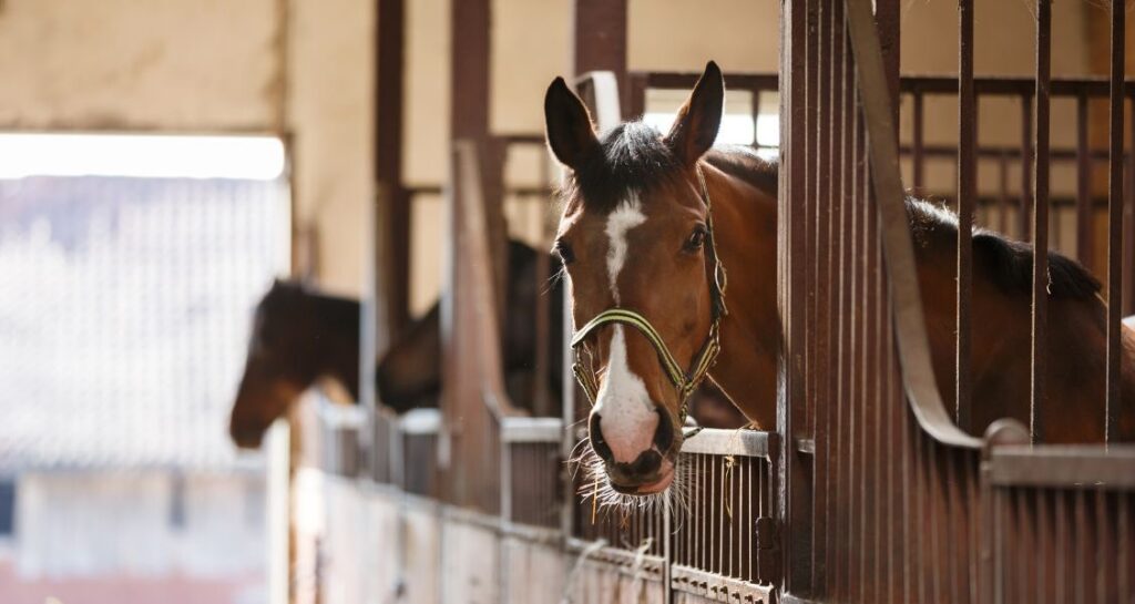 Horses standing in a stable