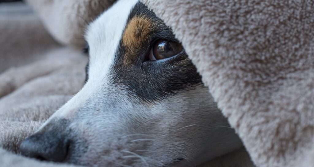 A Jack Russell is resting under the covers