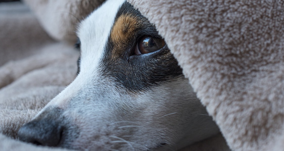 Cryotherapy: Treating Pet Tumors Through Proven Science Cryotherapy: Treating Pet Tumors Through Proven Science