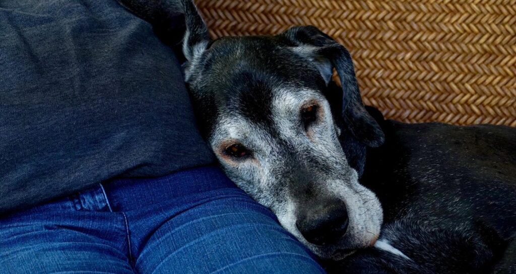 An old dog is laying next to a person