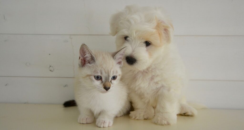 A puppy and kitten are sitting together