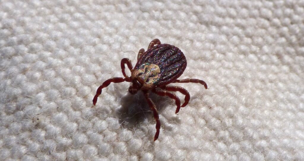 A tick is on a white and soft surface