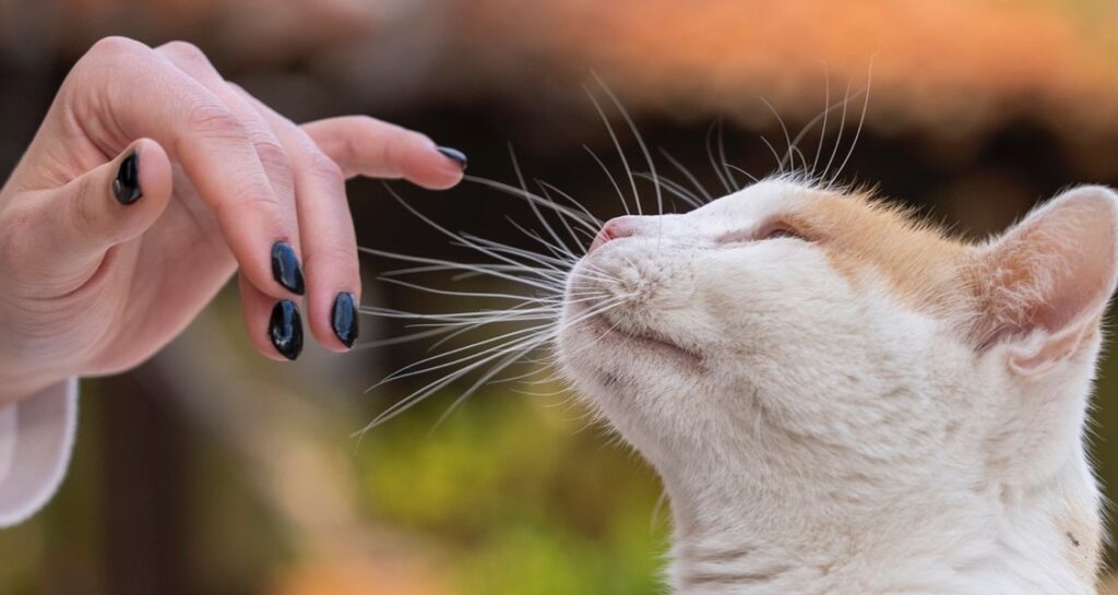 A woman is touching a cat's whiskers