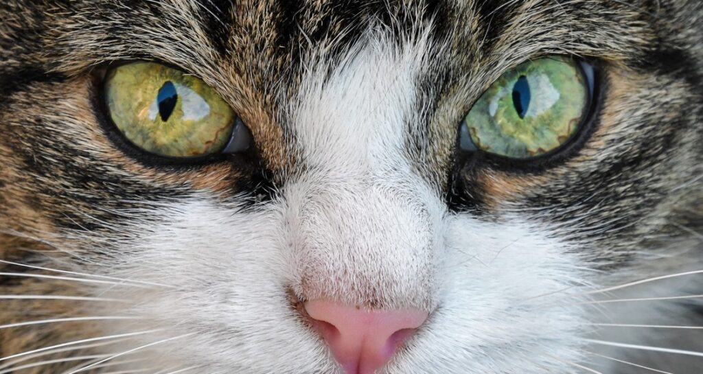 A cat looking straight on the camera showing their eyes