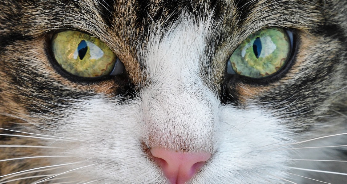 Why Do Cats’ Eyes Glow in The Dark?