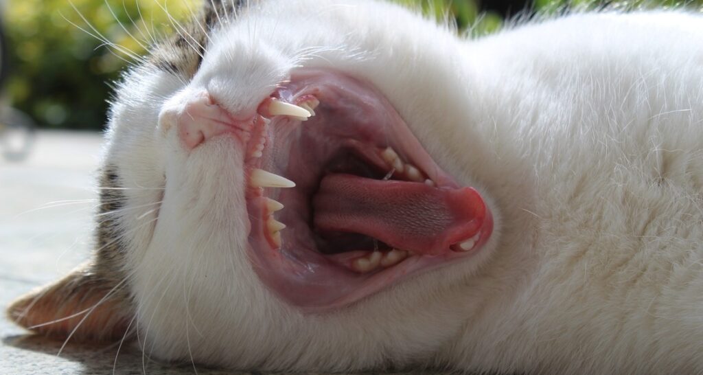 A cat is yawning exposing its teeth