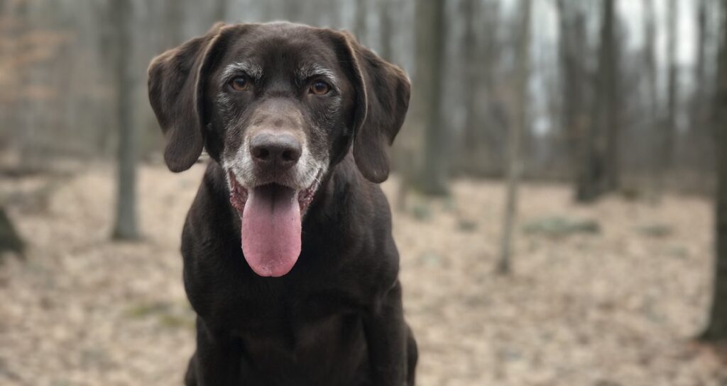 A chocolate Labrador retriever is sitting outside in nature with its tongue sticking out
