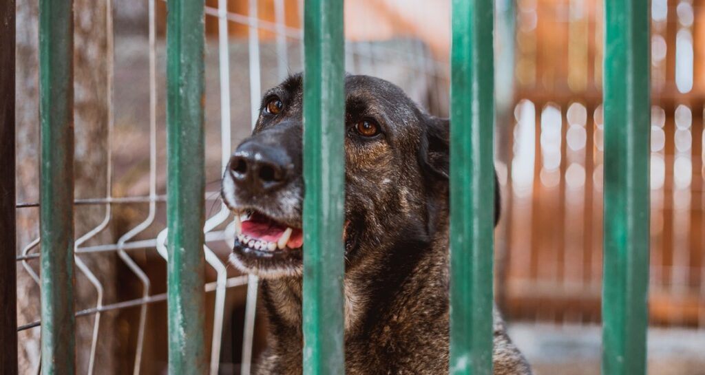 A dog is behind a green set of bars