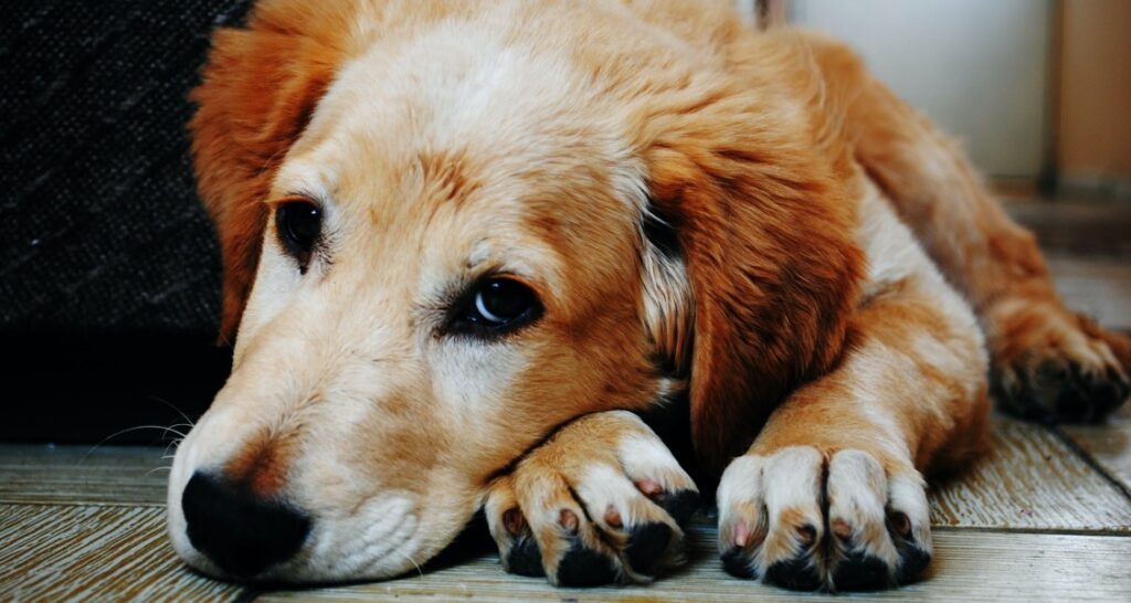 A dog is laying down on a wooden floor