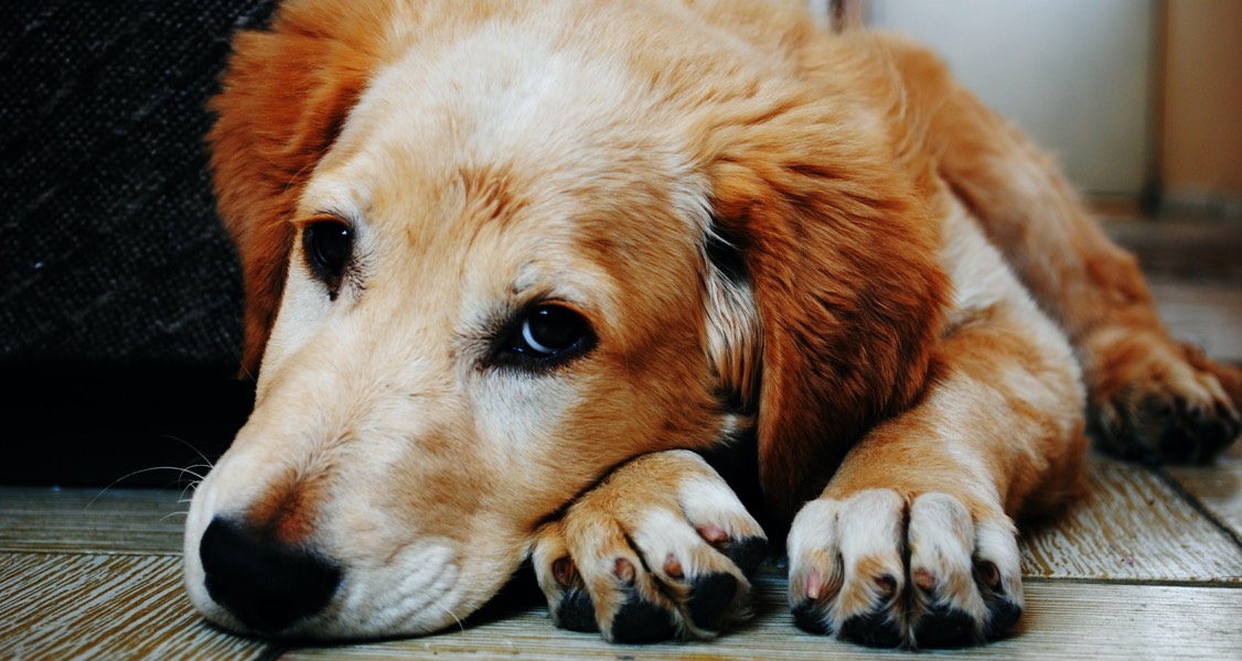 Accidental poisoning in dogs – it could be a matter of taste