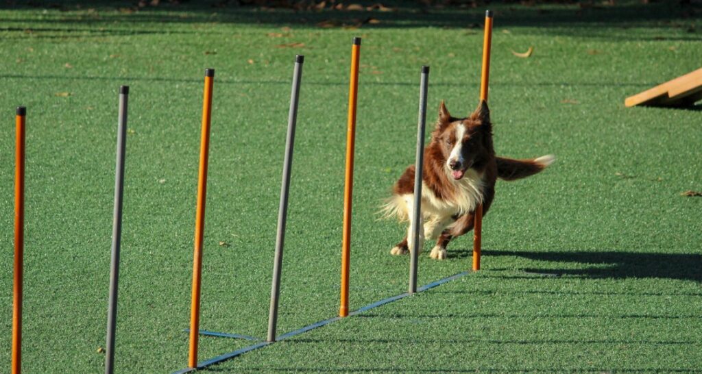 A dog is running in an agility course