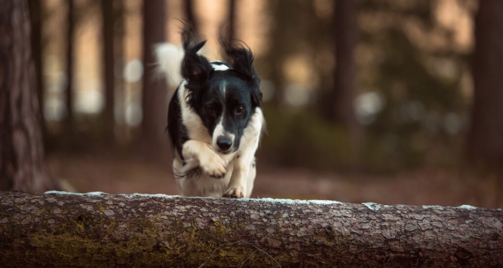 A dog is running in a forest