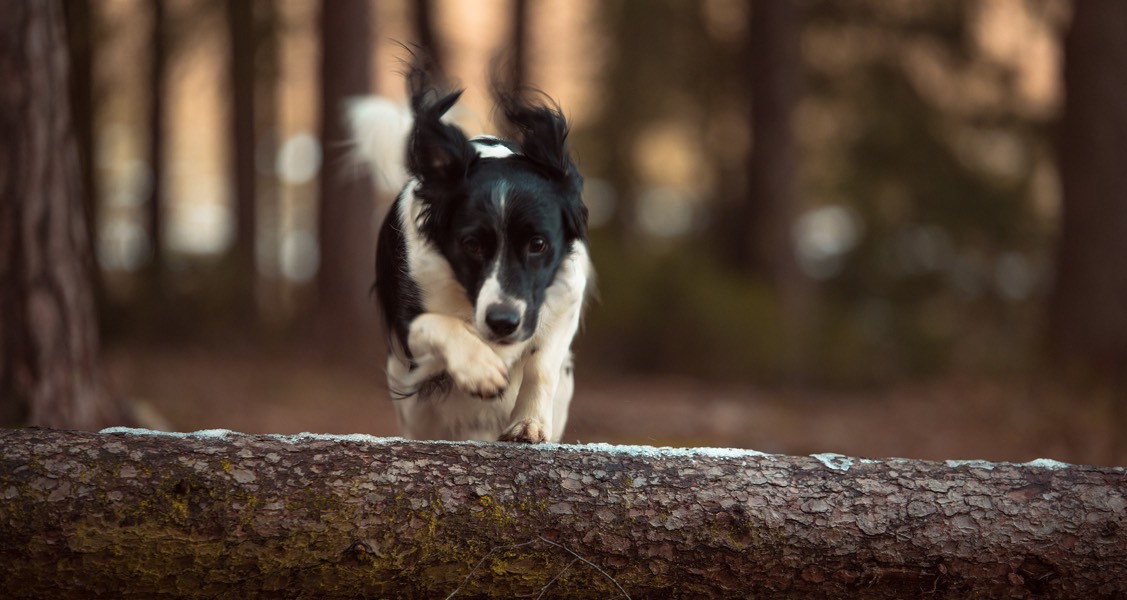 Dog owners take more risks, cat owners are more cautious – new research examines how people conform to their pets’ stereotypical traits