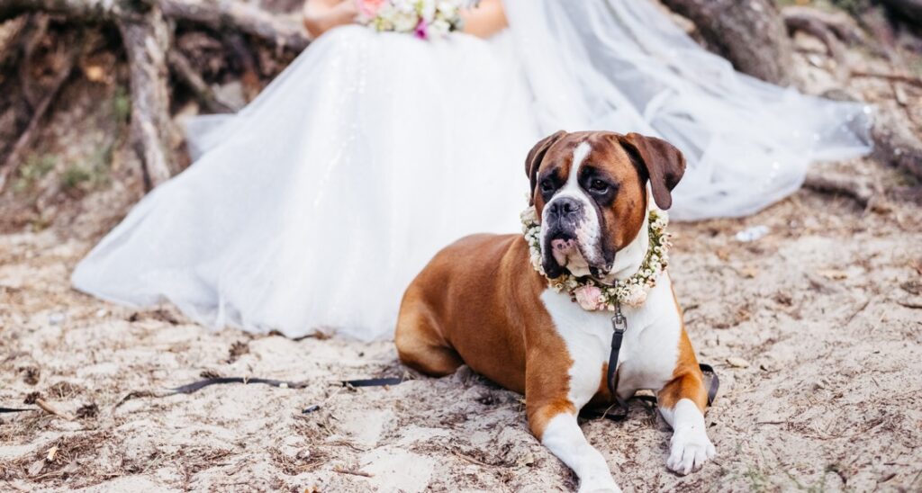 A dog is sitting in front of a bride