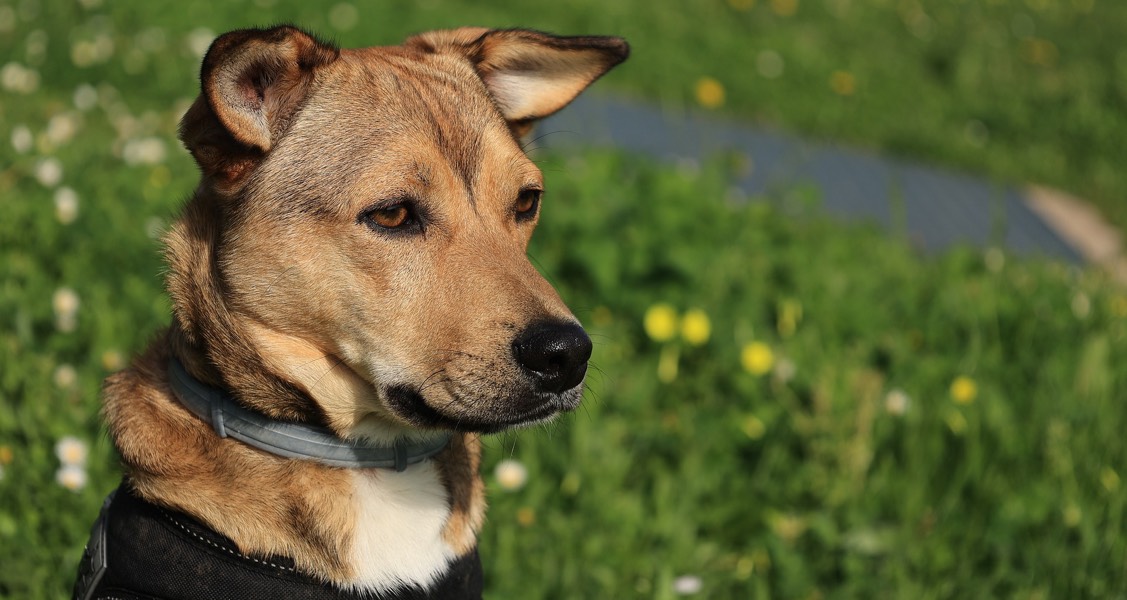 France bans ‘training’ dog collars that cause pain to animals