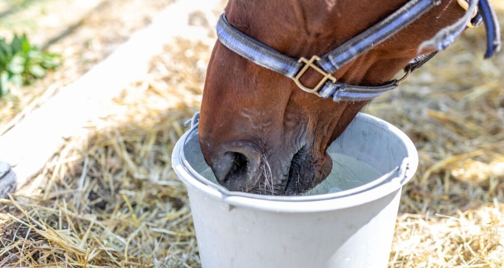 A horse is drinking from a bucket of water