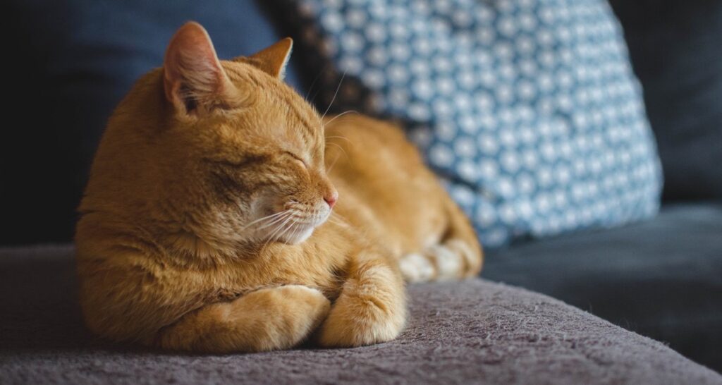 An orange cat is resting on a couch with its eyes closed