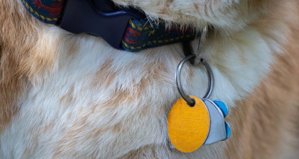 A pet is wearing a collar with ID tags attached