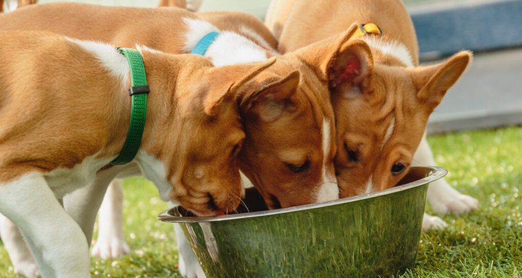Three puppies drinking out of a water bowl together outside
