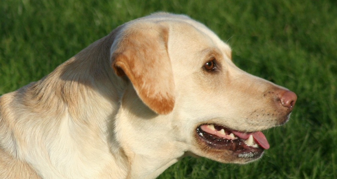 Why is my dog panting? Why is my dog panting?