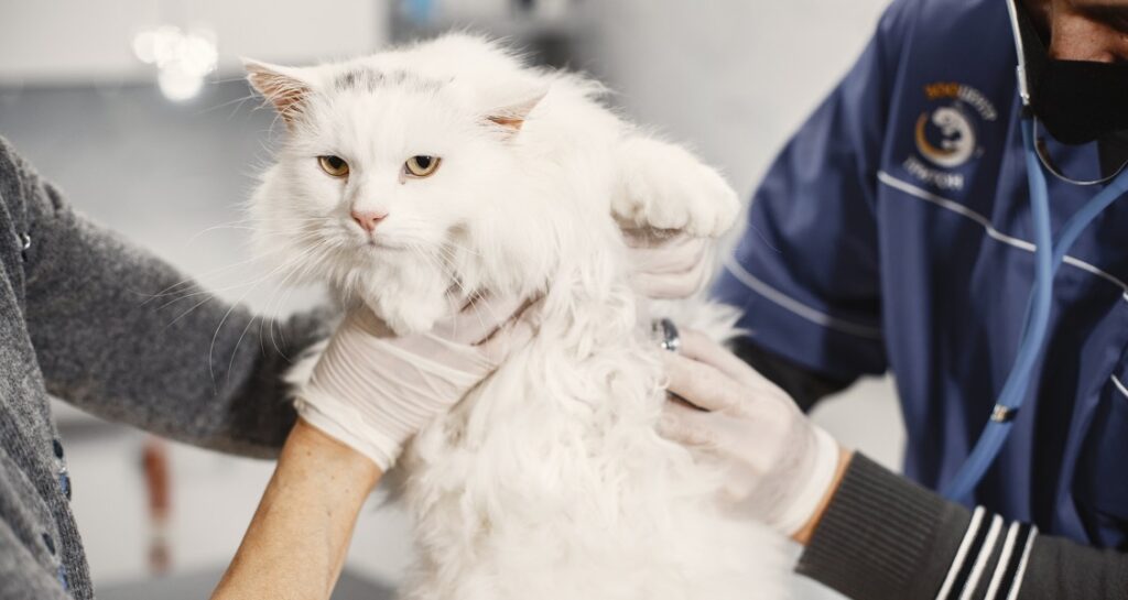 A white-coated cat is being examined at the veterinarian