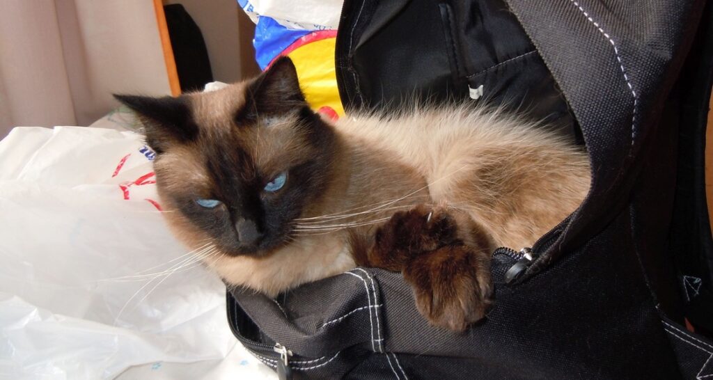 A cat is sitting in a black knapsack