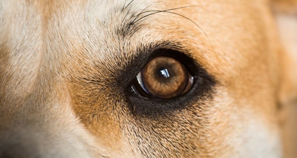 A close-up image of a dog's eye