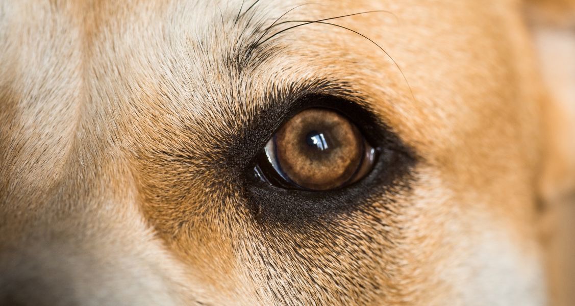 5 Foods That Will Maintain Your Dog’s Eyesight
