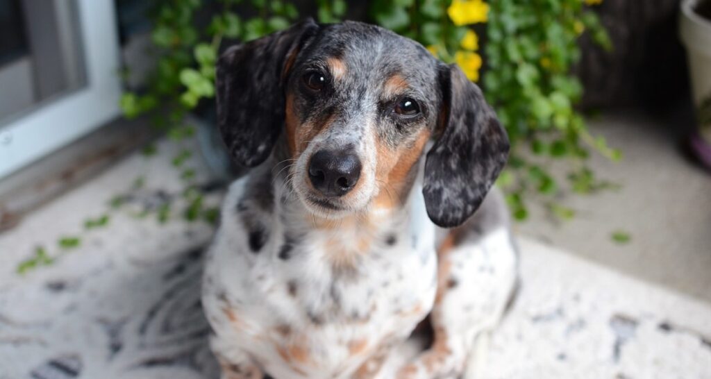 A dachshund is sitting outside on an outdoor mat