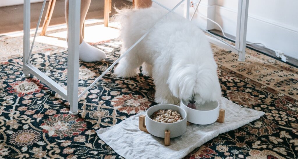 A white dog is drinking water beside a food bowl